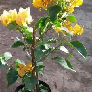 Cây giống hoa giấy