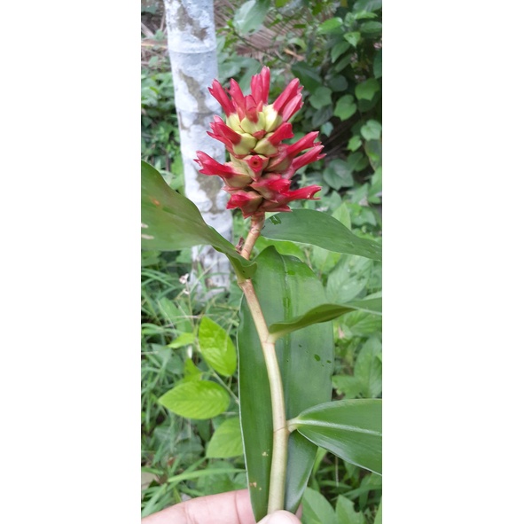 Cây Cát Lồi Giống (1 chậu)