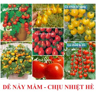 COMBO 20 LOẠI CÀ CHUA BI TRÒN ĐỎ LÙN - BẠCH TUỘC - CHUỖI NGỌC