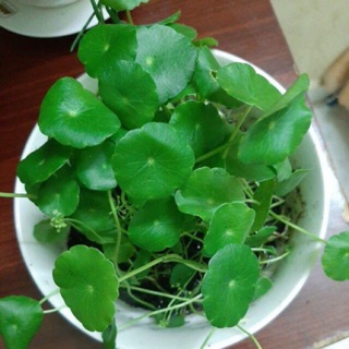 Cỏ đồng tiền - rau má