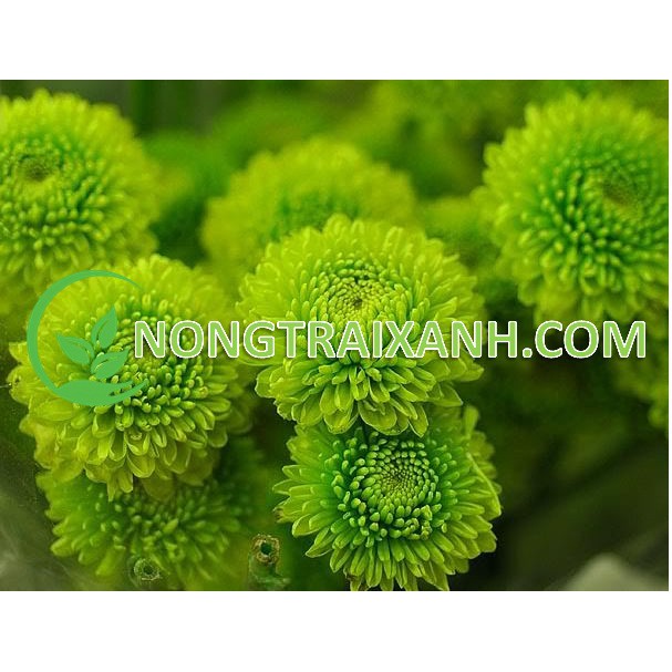 50H - HẠT GIỐNG HOA CÚC ZINNIA XANH