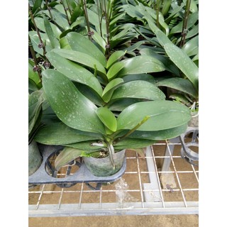 3 cây đang ngồng hoa