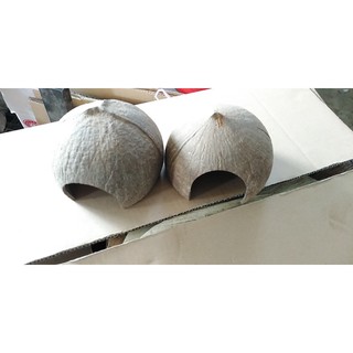 Hang cá gáo dừa cho hamster , cua, bò sát