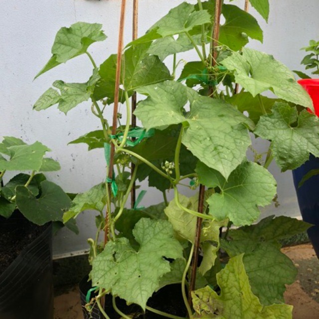 Cây mướp Hương trưởng thành