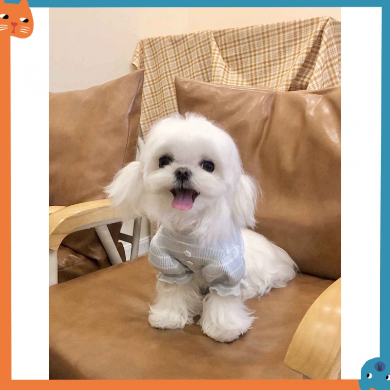 Áo Thun MùA Hè Cho Thú Cưng