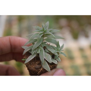 sen đá cỏ trắng mini 2-4cm