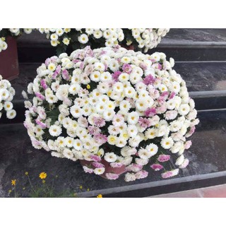 sét 5 cúc mâm xôi nhật( đổi màu)