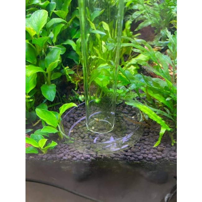 Bộ Ống Chén Thủy Tinh Cho Tép Ăn - Có 3 Kích Thước 25cm - 30cm - 35cm