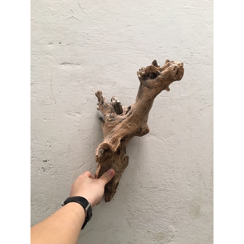 Lũa san đá, bìn lin làm thuỷ sinh, ghép lan, bán cạn