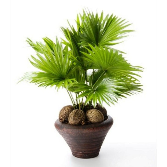 Hạt giống cọ cảnh để bàn - 3 hạt