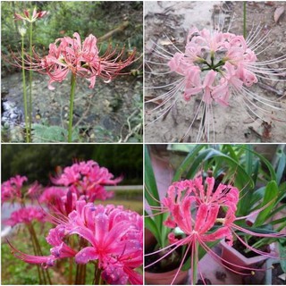 Củ giống hoa bỉ ngạn hồng ( tặng kèm viên nén ươm củ )