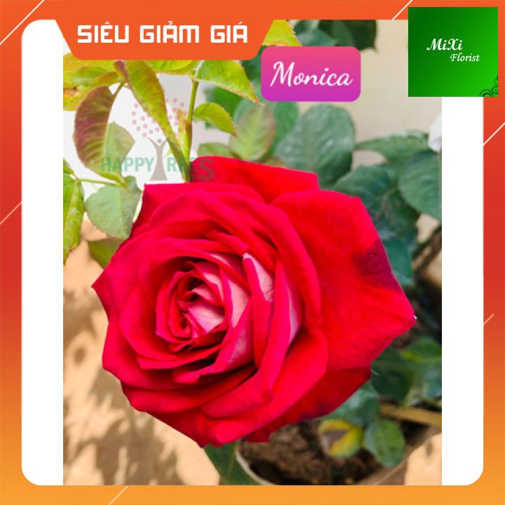 Cây Hoa Hồng Monica siêu đẹp cánh 2 màu 🏵️🏵️🏵️ , Hoa Monica Giống hoa ngoại được ưa chuộng năm 2021