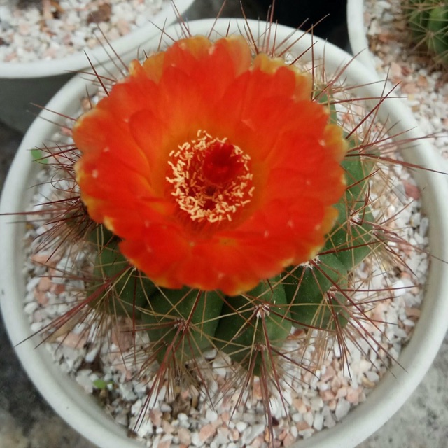 Xương rồng Đầu ấn độ size trung