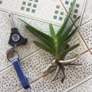 lan hoàng nhạn t4 - 1 nhỡ