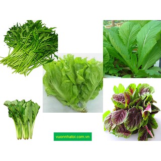 5 Loại Rau Ăn Lá Thông Dụng