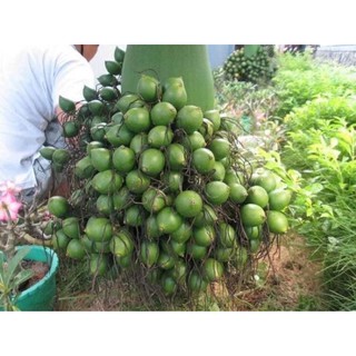 CAU LÙN , CAU TỨ QUÝ