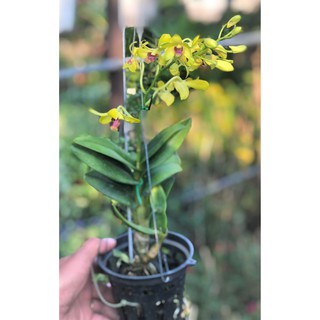 Chậu lan Denro Yaya hoa màu vàng