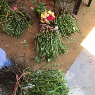 10 cây hoa hồng rễ trần