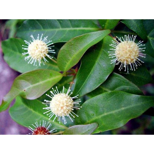 50 gram hạt giống gáo trắng