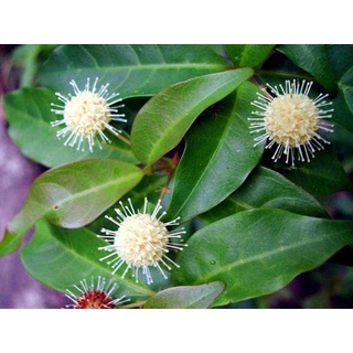 50 gram hạt giống gáo trắng