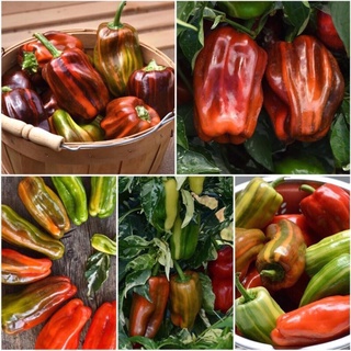 HẠT GIỐNG ỚT NGỌT CANDY CANE F1 5 HẠT CÓ BILL