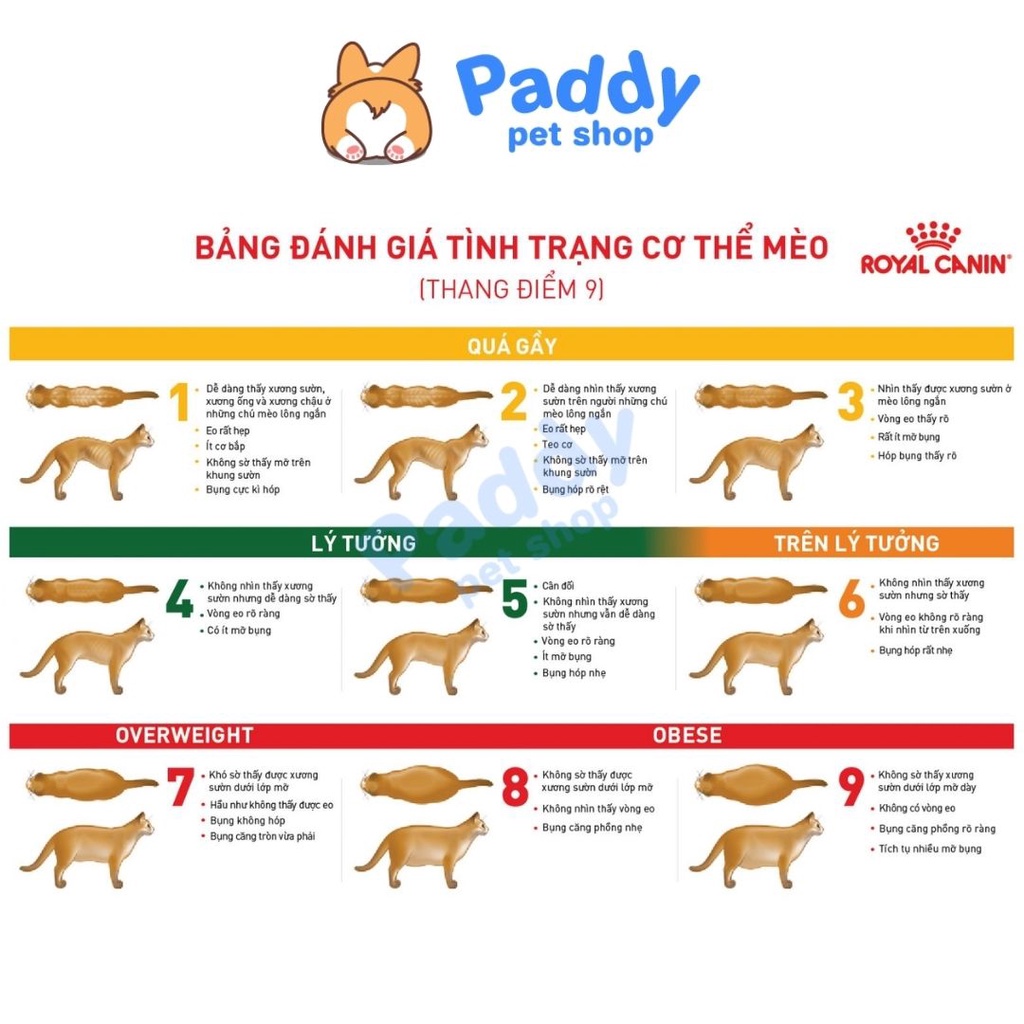 Hạt Royal Canin Diabetic Feline Kiểm Soát Dinh Dưỡng Mèo Bị Tiểu Đường