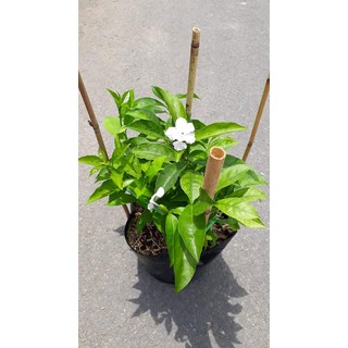 Cây Lài Nhật ( Nhài Nhật)