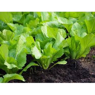 [Siêu Sale] [Chính hãng] 1kg Nấm Trichoderma Cao cấp - Trichoderma Điền Trang