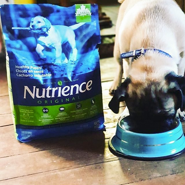 [Nhập Khẩu Canda] Thức Ăn Cho Chó Con Nutrience Original Bao 2,5kg Phát Triển Trí Não, Dầu Cá Hồi Giúp Da Lông Bóng Mượt