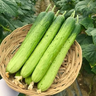 Hạt giống dưa chuột hàn quốc