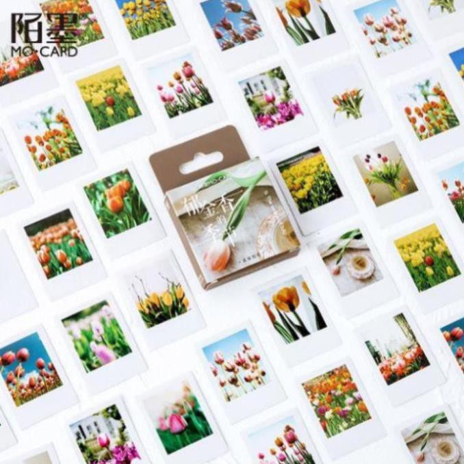 Bộ 46 Sticker Hoa Tulip Hà Lan E57