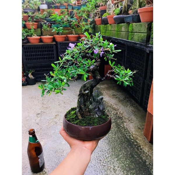 Đá tai mèo ghép cây cảnh bonsai.trang trí bể cá