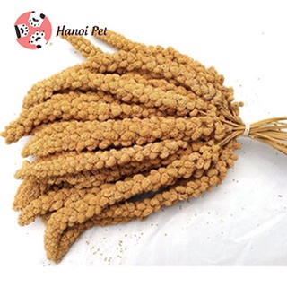 [SIÊU RẺ] Kê chùm khô cho Hamster - Cung cấp dưỡng chất - Handmade