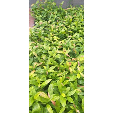 Combo 10 cây mai giảo con bông đẹp