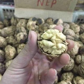500g - 1kg óc chó nếp