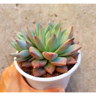 Sen đá Mận Đỏ - Hư 1 đổi 1- Cây cảnh trang trí- HOA ĐÁ shop