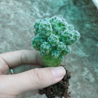 Xương rồng chứng chim