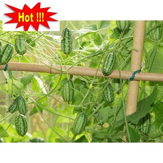 Hạt Giống Dưa Hấu Mini - 10 Hạt