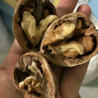 1kg óc chó mỹ