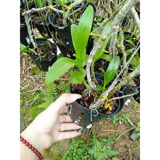 hoa phong lan trầm tím rừng chậu phi 12