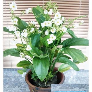 Hoa bách thủy tiên - chậu cây lớn