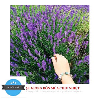 Hạt giống hoa oải hương pháp (lavender) ĐẾN MÙA TRỒNG TẾT