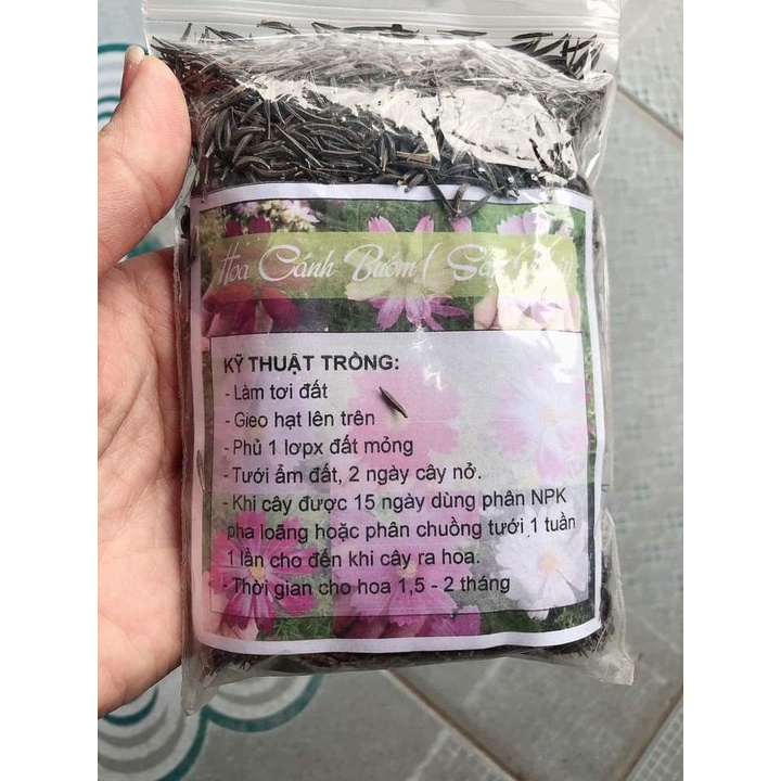 100Gram Hạt Giống Hoa Sao Nhái F1 Mix Nhiều Màu Sắc Loại Dễ Trồng, Hoa Nở Đẹp Tặng kèm Hướng Dẫn Trồng