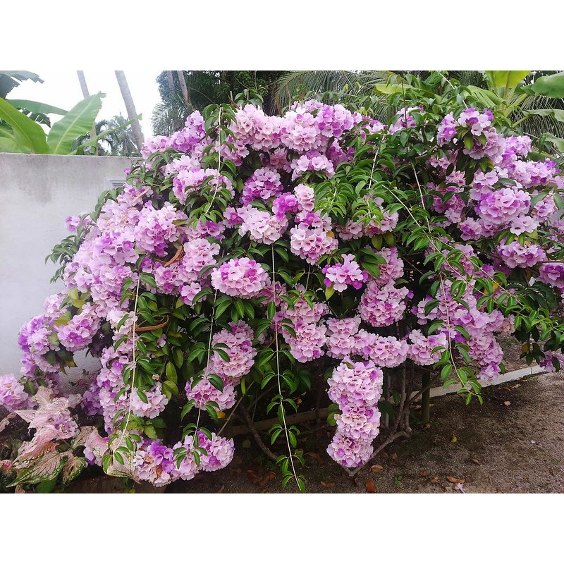 Cây Giống Hoa Lan Tỏi