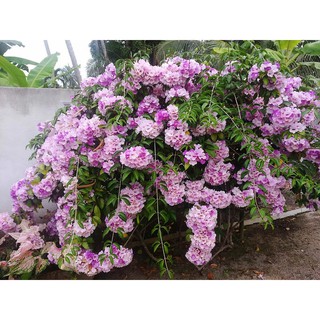 Cây Giống Hoa Lan Tỏi