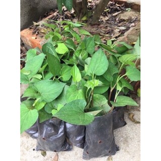cây rau diếp cá