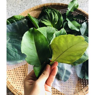 Lá bưởi tươi xông,tắm gội