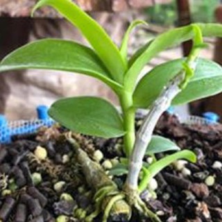 Hoa lan -5ct ngọc sơn cước