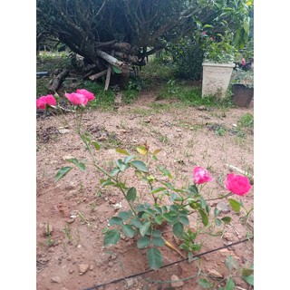 Cây giống hoa hồng chùm