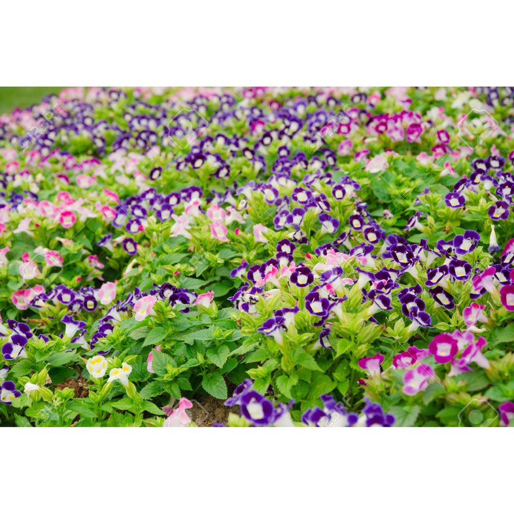 Hạt giống hoa Mắt Nai (Tô Liên) Mix